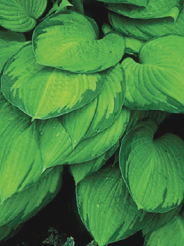 Hosta x 'Gold Standard' (Plantain Lily)