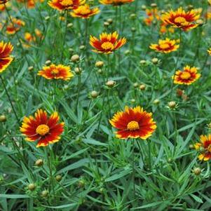 Coreopsis x L'il Bang™ 'Daybreak' (Tickseed), red and yellow flowers