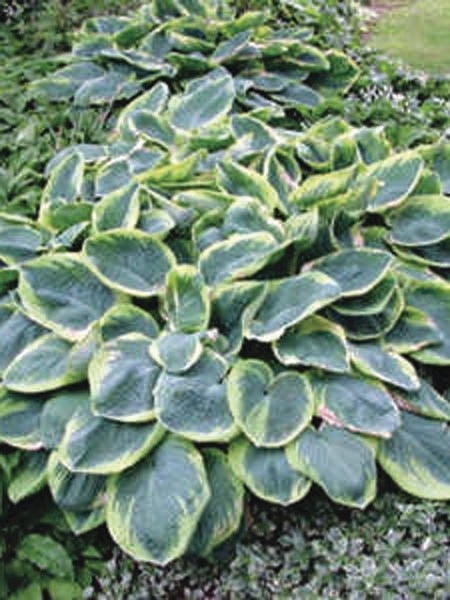 Hosta sieboldiana 'Frances Williams' (Plantain Lily)