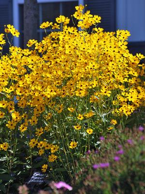 Swamp Tickseed (Coreopsis palustris 'Summer Sunshine')