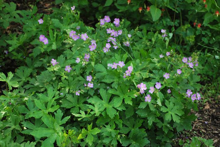 Wild Geranium (Geranium maculatum 'Chatto')