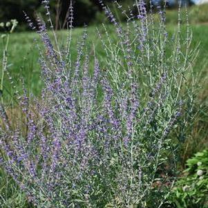 Dwarf Russian Sage (Perovskia atriplicifolia 'Little Spire')