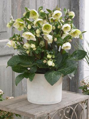 Helleborus x Frostkiss® Moondance™ (Lenten Rose)