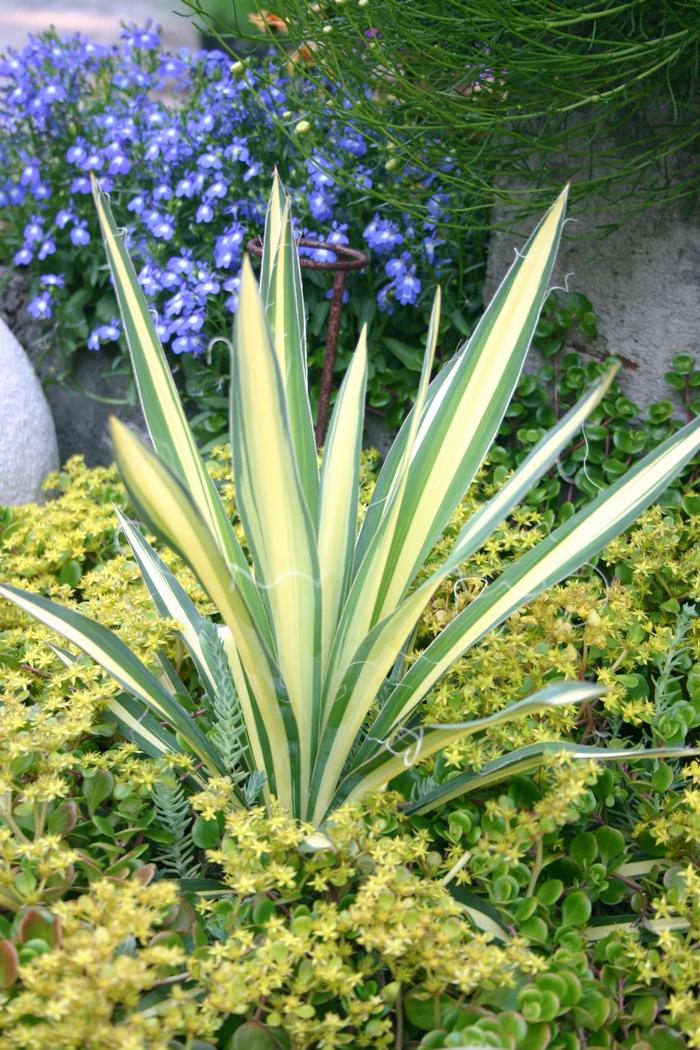 Yucca filamentosa 'Color Guard' (Vareigated Adam's Needle)