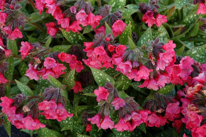 Pulmonaria x 'Shrimps on the Barbie' (Lungwart)