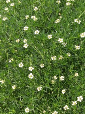 Irish Moss (Sagina subulata)