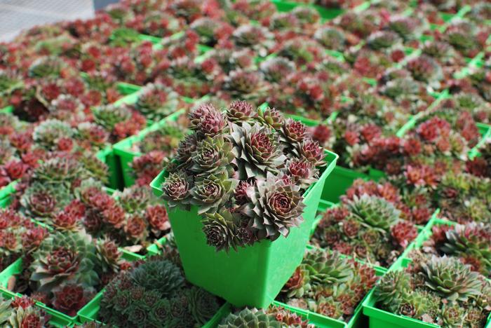 Sempervivum 'Red Rubin' (Hens-and-chicks)