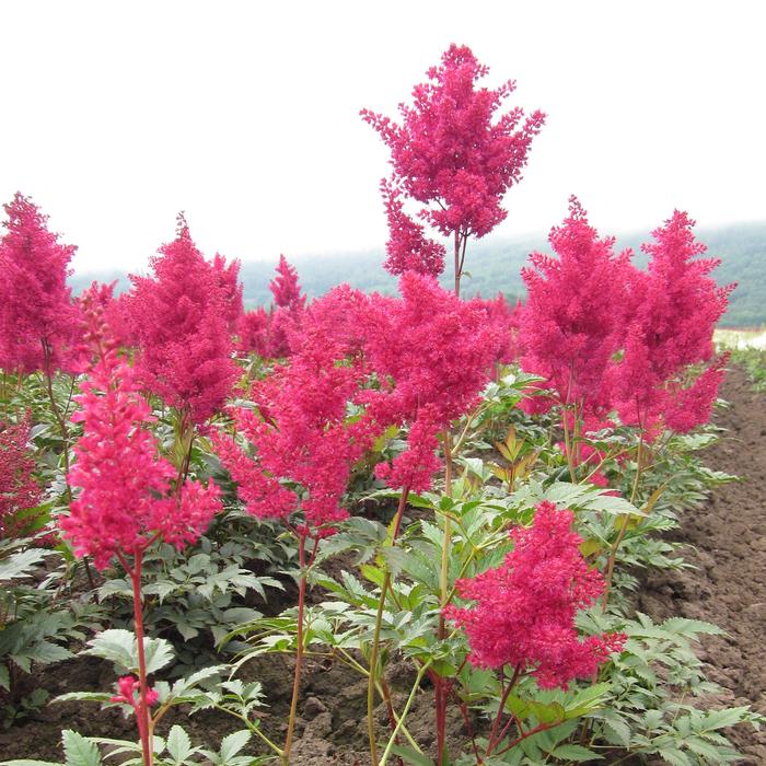 Astilbe japonica 'Montgomery' (False Spirea) perennial, red flower