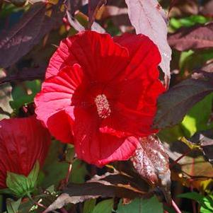 Hibiscus x 'Midnight Marvel' (Hardy Hibiscus)