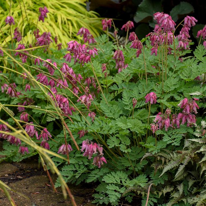 Cutleaf Bleeding Heart (Dicentra formosa 'Luxuriant'), pink flowers