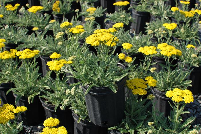 Dwarf Yarrow (Achillea x 'Little Moonshine'), yellow flowers