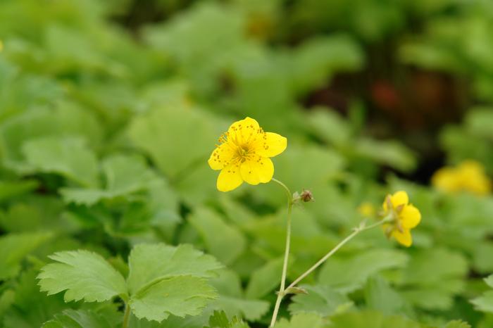 Geum fragaroides (Waldsteinia fragaroides) (Appalachian Barren Strawberry)