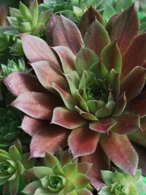 Sempervivum 'Red Rubin' (Hens-and-chicks)