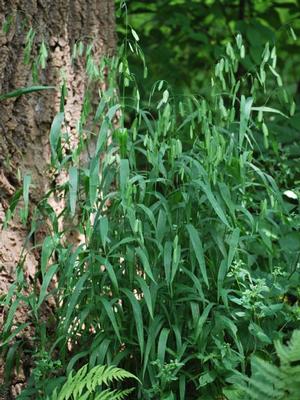 Northern Sea Oats (Chasmanthium latifolium)