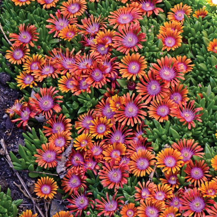 Delosperma 'Fire Spinner' (Ice Plant), pink and orange flowers