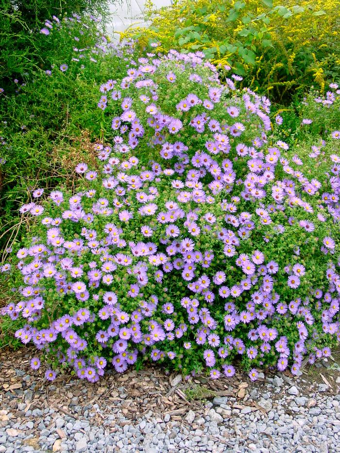 Aromatic Aster (Aster oblongifolius 'October Skies') perennial, purple flowers