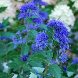 Caryopteris 'First Choice' (Blue Beard), blue flowers