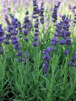 Lavandula angustifolia 'Hidcote' (English Lavender)