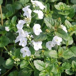 Veronica x 'Whitewater' (Speedwell)