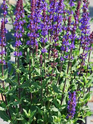 Salvia nemorosa 'Caramia' (Meadow Sage)