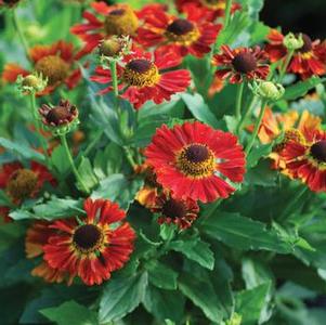 Helenium autumnale Mariachi™'Salsa' (Helen's Flower, Sneezeweed)