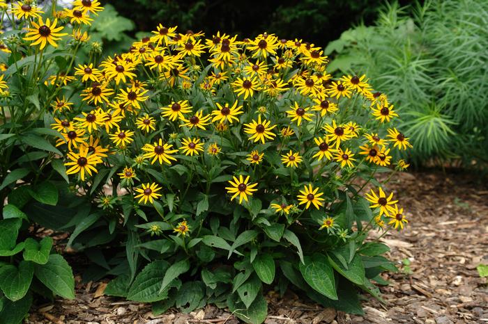 Dwarf Black-Eyed Susan (Rudbeckia fulgida 'Little Goldstar'), yellow flowers