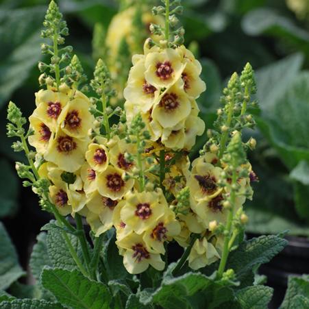 Verbascum x 'Dark Eyes' (Mullein)