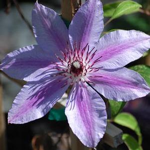 Clematis hybrid 'Nelly Moser' (Hybrid Clematis)