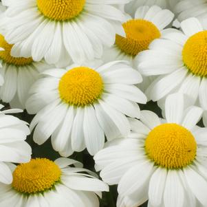 Leucanthemum x superbum 'Darling Daisy' (Dwarf Shasta Daisy)