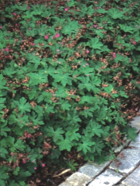 Geranium macrorrhizum 'Ingwersen's Variety' (Bigroot Geranium)