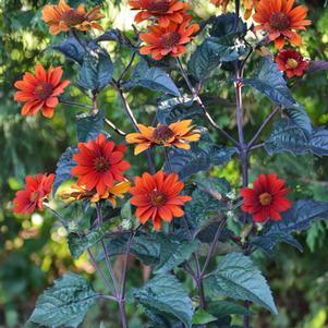 Heliopsis helianthoides var. scabra 'Bleeding Hearts' (False Sunflower/ Smooth Ox-eye)