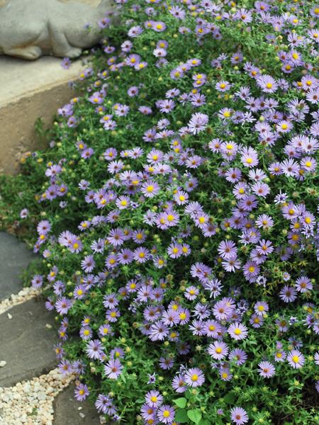 Aromatic Aster (Aster oblongifolius 'October Skies') perennial, purple flowers