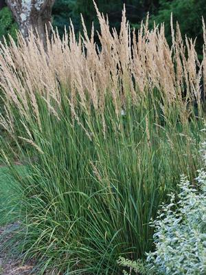 Calamagrostis x acutiflora 'Karl Foerster' (Feather Reed Grass)