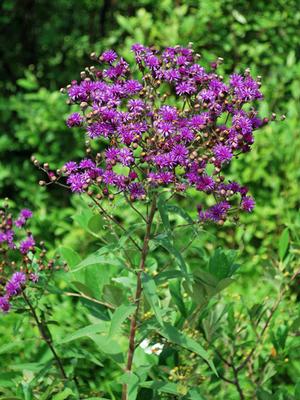 New York Ironweed (Vernonia noveboracensis)