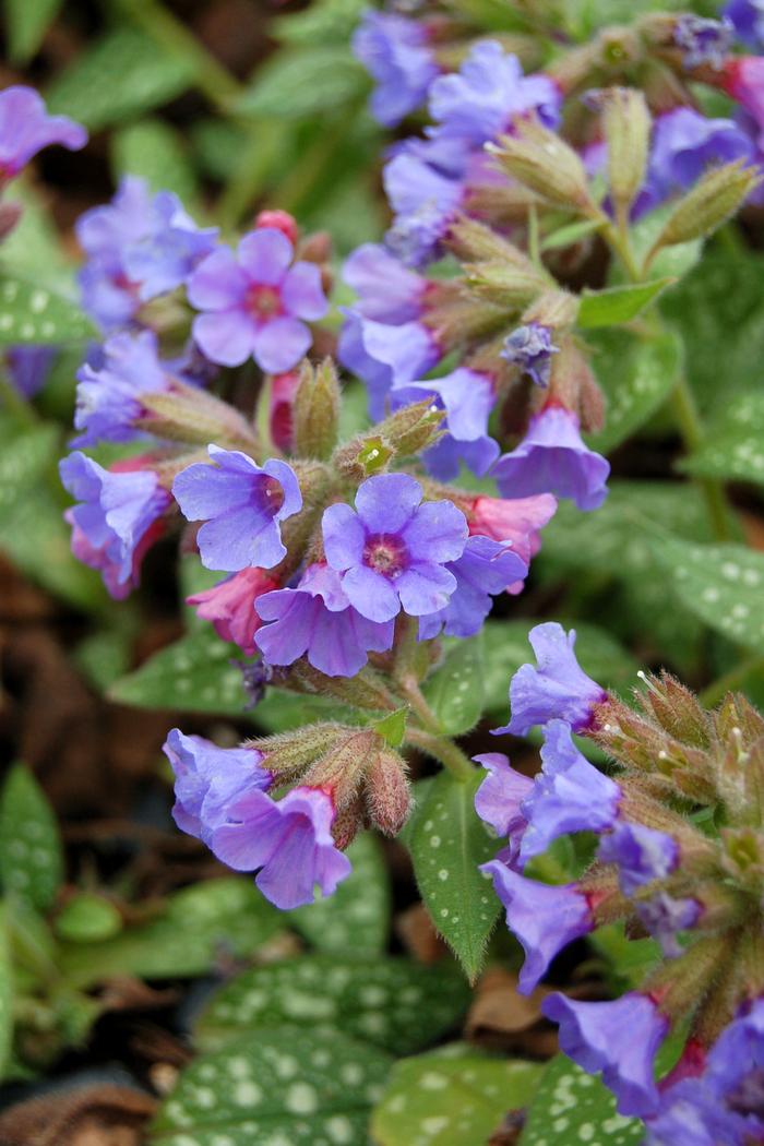 Pulmonaria x 'Trevi Fountain' (Lungwort)