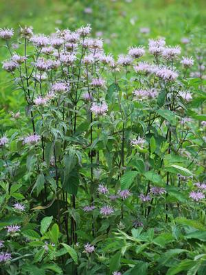 Wild bergamot (Monarda fistulosa)