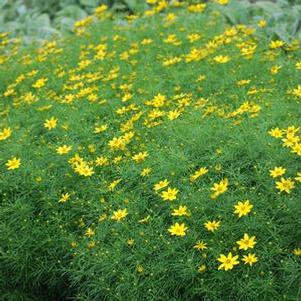 Coreopsis verticillata 'Zagreb' (Tickseed), yellow flowers