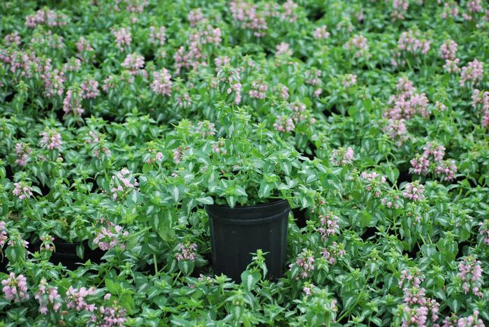 Lamium maculatum 'Shell Pink' (Dead Nettle)