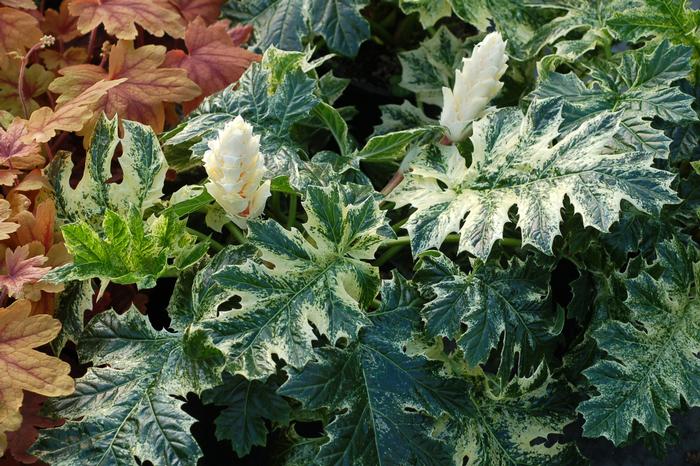 Variegated Bear's Breeches (Acanthus x 'Whitewater')