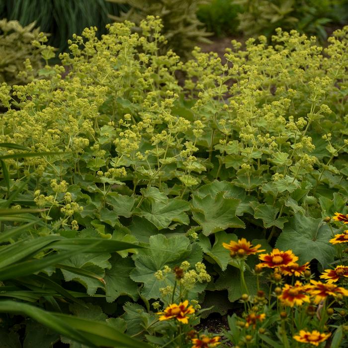 Lady's Mantle (Alchemilla mollis)