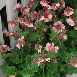 Geum Tempo ™Rose (Avens)