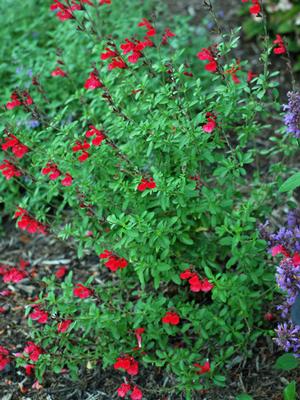 Autumn Sage (Salvia greggii Arctic Blaze® Red), red flowers