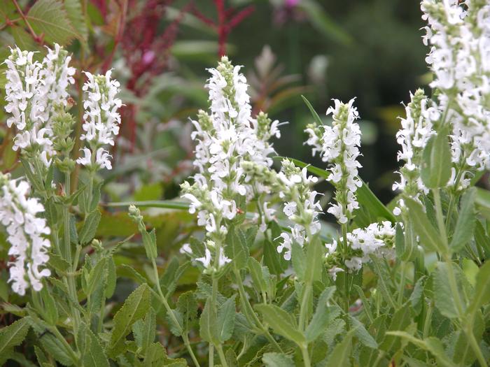 Salvia nemorosa 'Snow Hill' (Sage)