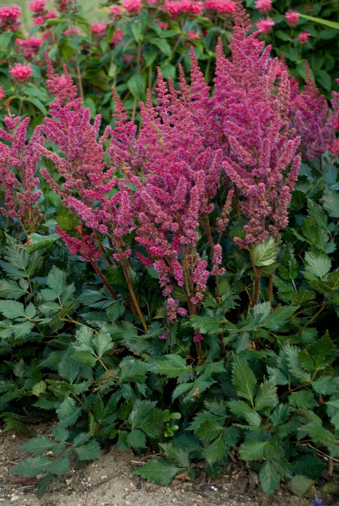 Astilbe chinensis 'Vision in Red' (False Spirea) perennial, pink flowers