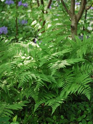 Lady Fern (Athyrium filix-femina)