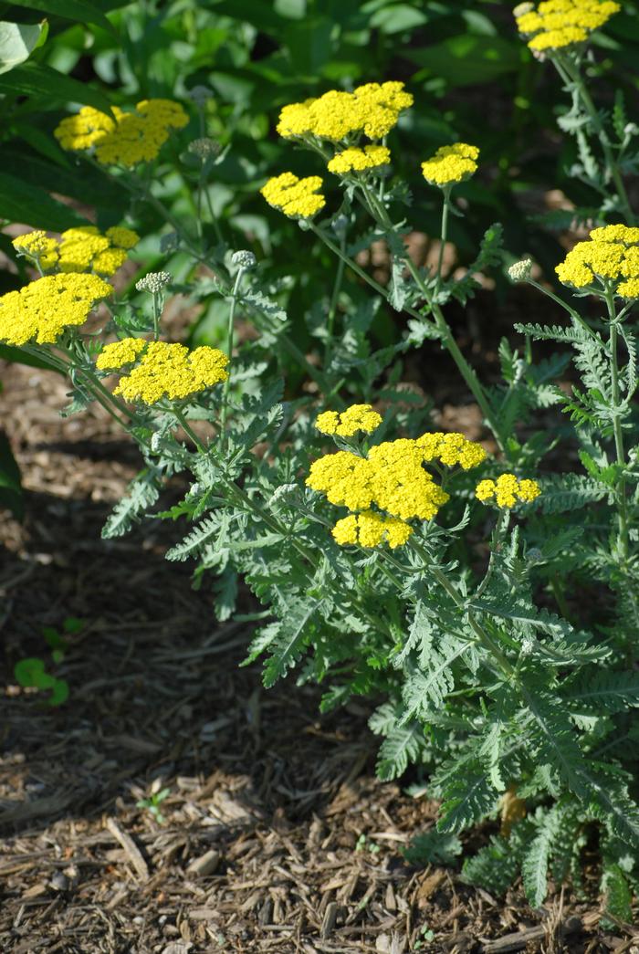 Achillea x 'Moonshine' (Yarrow) perennial