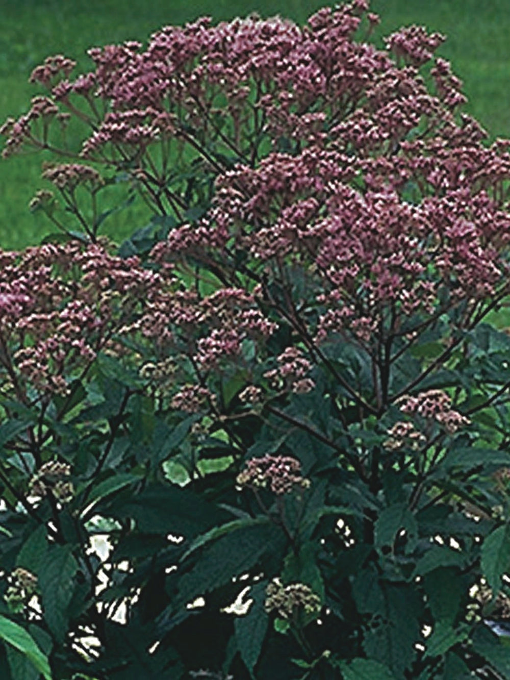 Eupatorium maculatum 'Gateway' (Joe Pye Weed)