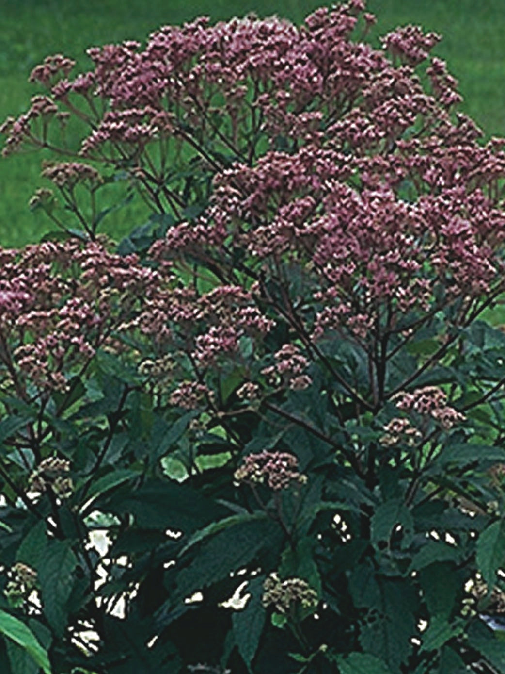 Eupatorium maculatum 'Gateway' (Joe Pye Weed)