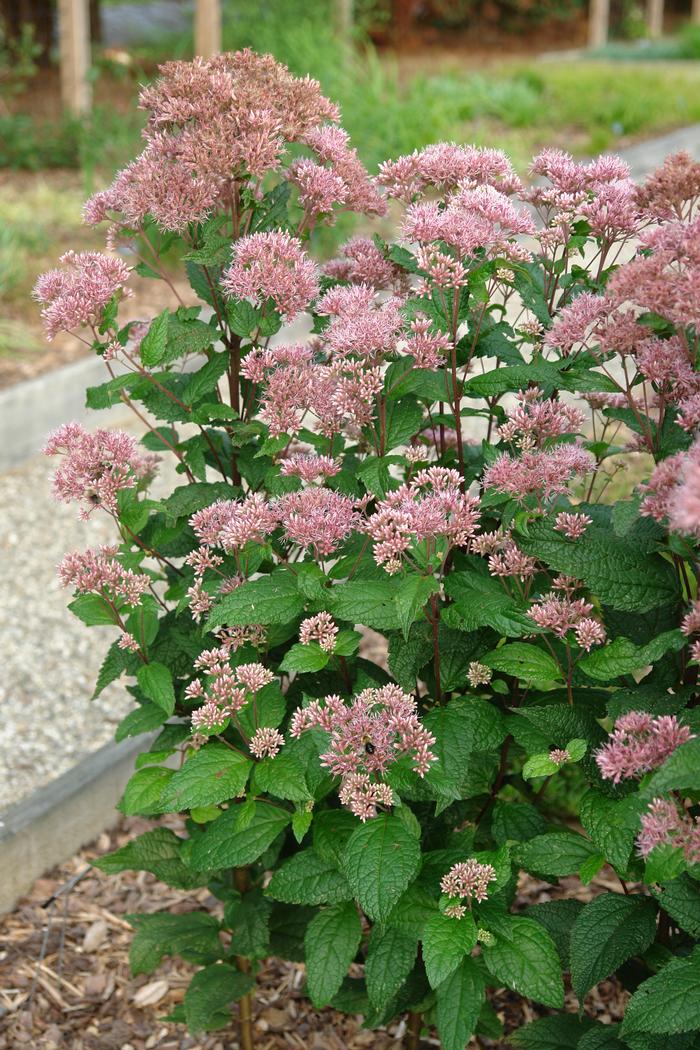 Eupatorium dubium 'Little Joe' (Dwarf Joe Pye Weed)