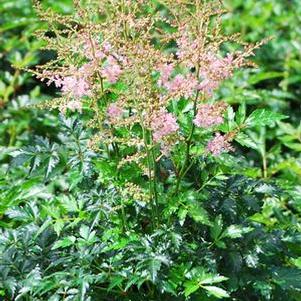 Astilbe simplicifolia 'Hennie Graafland' (False Spirea), pink flowers